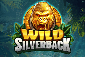 Wild Silverback